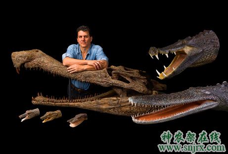  p>猪鳄(boar croc)是一种史前食肉鳄鱼,它们的化石首次在非洲撒哈拉