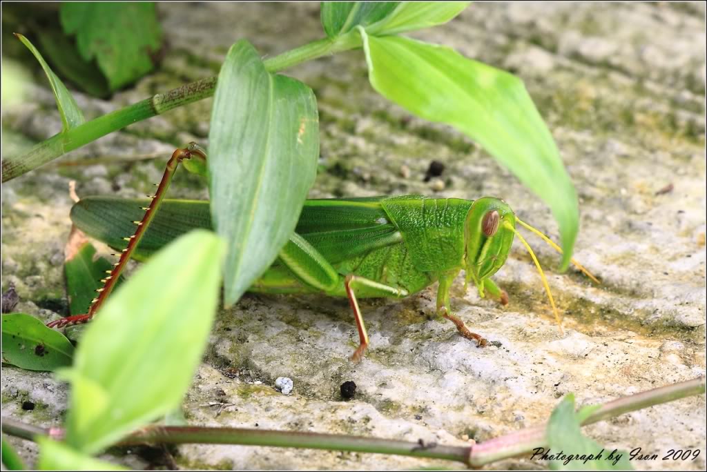 p>棉蝗(学名: i>chondracris rosea /i>)是蝗科,棉蝗属昆虫,体色鲜绿