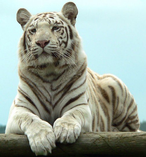  p>白老虎(拉丁学名: i>panthera tigris tigris /i>)是脊索动物门