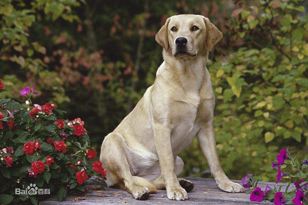 拉布拉多犬纯种