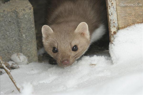  p>石貂(学名: i>martes foina /i>),是 a target="_blank" href="