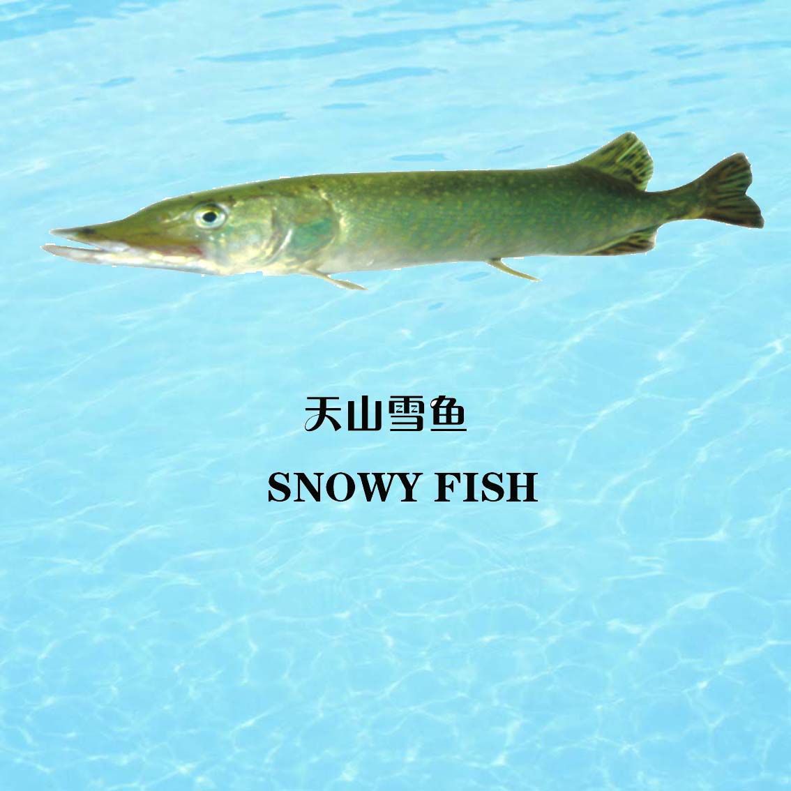 雪鱼