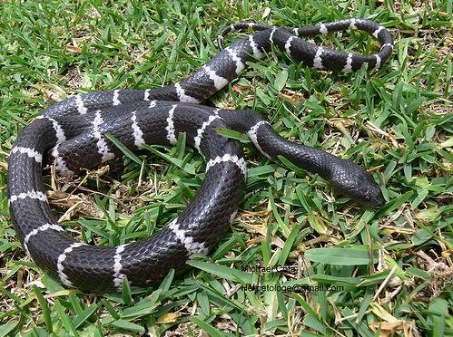  p>银环蛇( i>bungarus multicinctus /i>),是眼镜蛇科环蛇属的一种