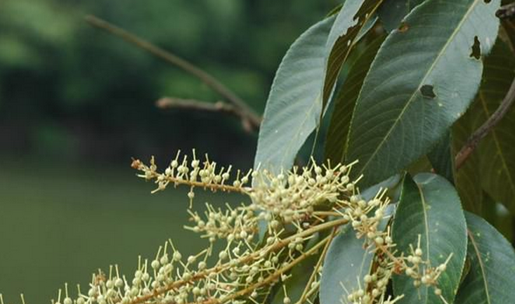  p>桤叶树属(学名:clethra)是 a target="_blank" href="/item/桤叶树