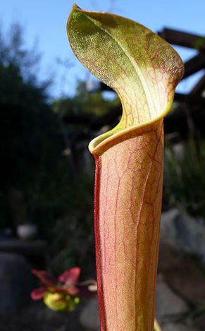  p>红瓶子草(学名: i>sarracenia rubra /i> walt.