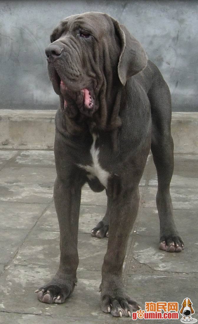  p>纽波利顿獒犬属于古老的品种,步伐如熊一般的缓慢,沉重.