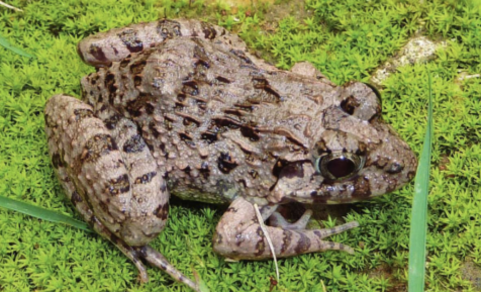  p>泽陆蛙(学名: i>fejervarya multistriata /i>)是叉舌蛙科,陆蛙属