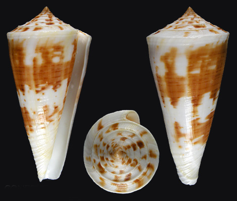 kioconus tribblei tribblei