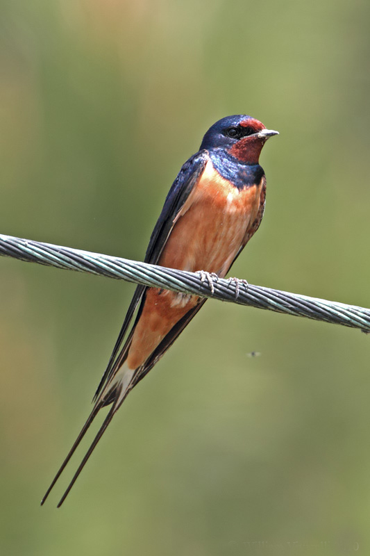 hirundo rustica savignii