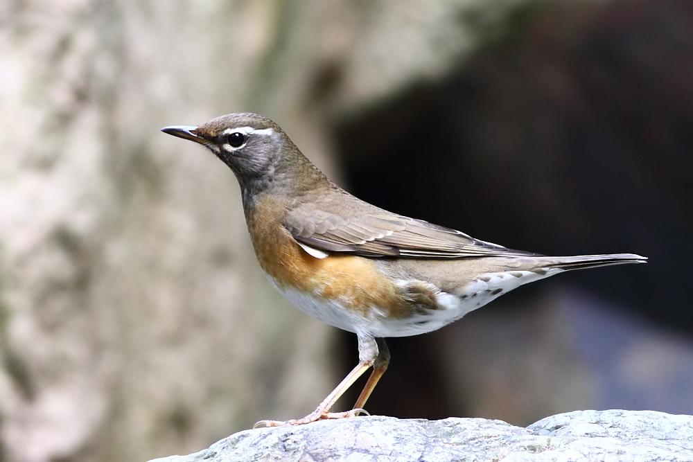  p>白眉鸫(学名: i>eyebrowed thrush /i>):中型 a target="_blank"
