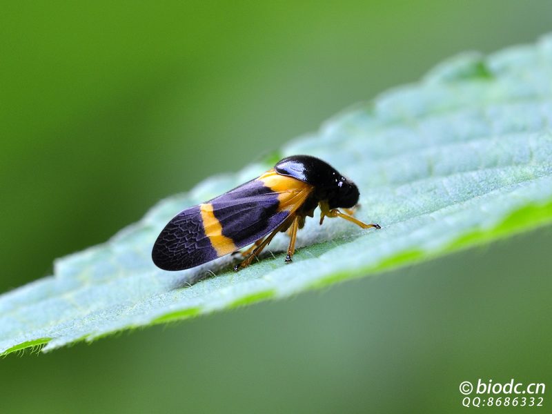  p>东方丽沫蝉(cosmoscarta heros)属同翅目,沫蝉科.