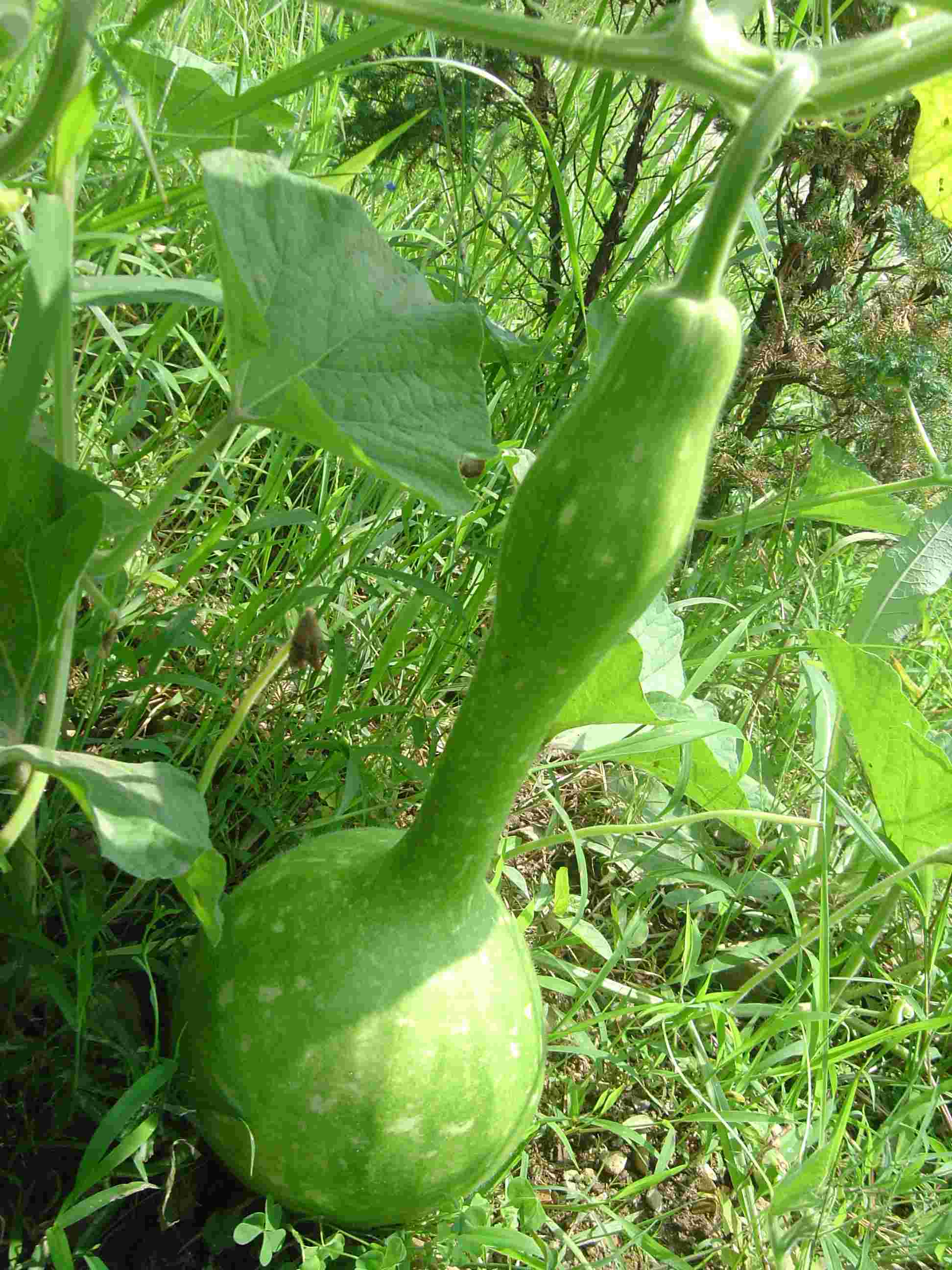 观赏蔬菜