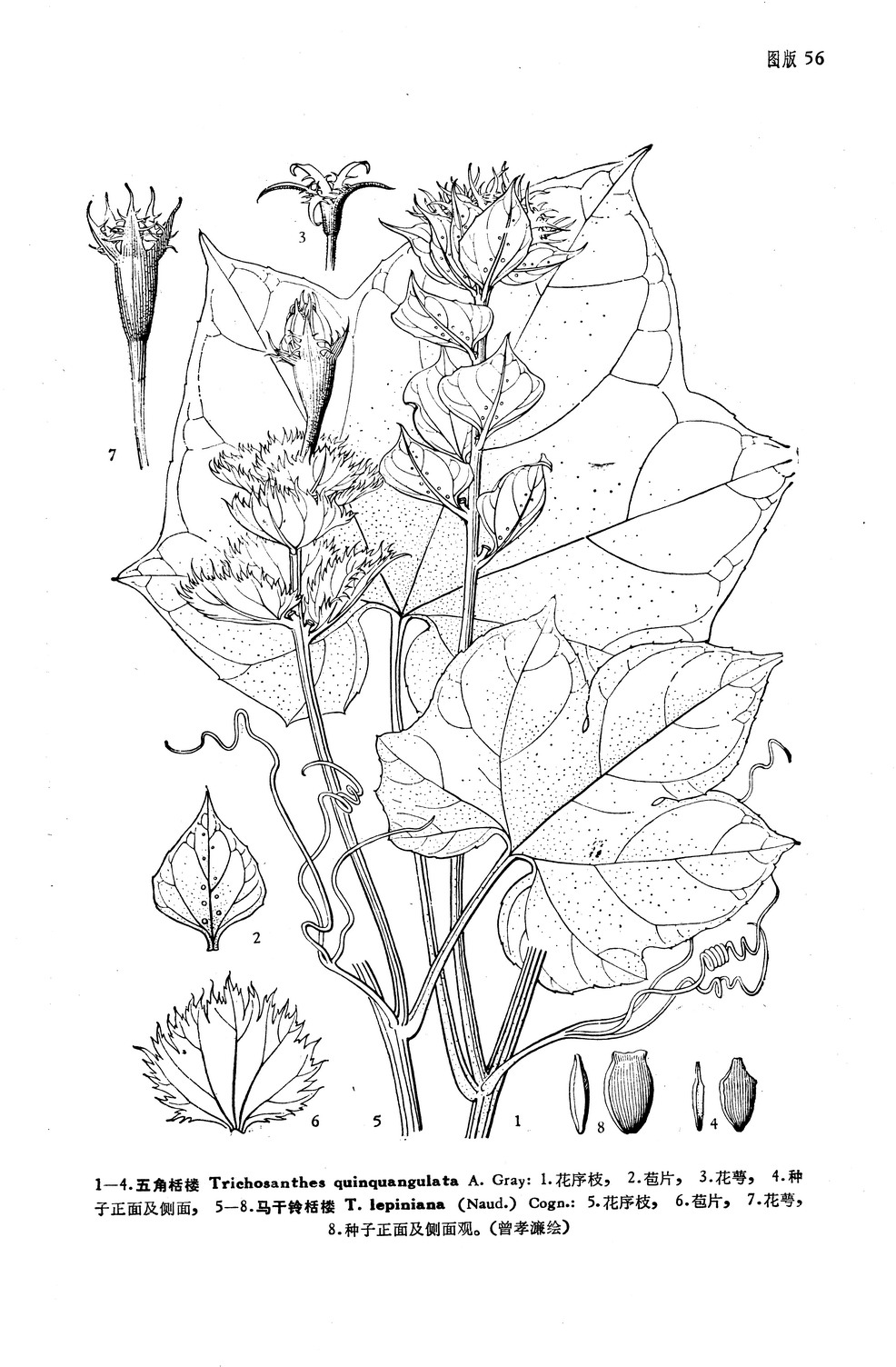 trichosanthes lepiniana