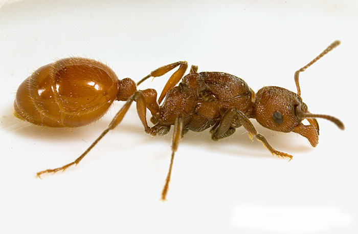 西方收获蚁(学名:pogonomyrmex occidentalis)是一种具社会性生活习性