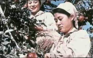 摘苹果的时候