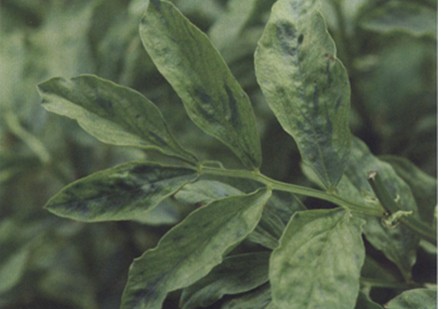 蚕豆萎蔫病毒病