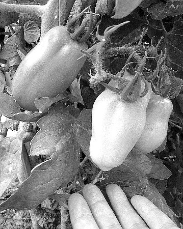 也称空间 a href="#" data-lemmaid="4197648">诱变育种 /a>,是将作物