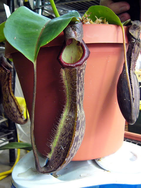  p>博世猪笼草是 a href="#" data-lemmaid="1473380">婆罗洲 /a>特有