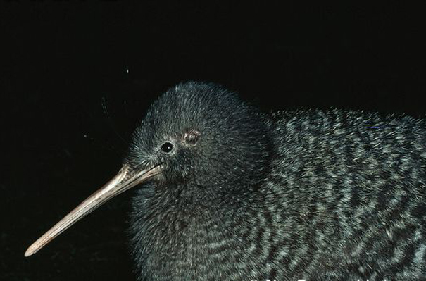  p>无翼鸟科(学名:apterygidae):属于鸟纲无翼鸟目,该科仅1属5种,通称