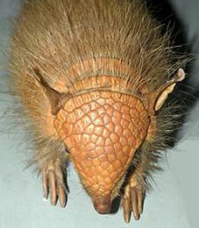 screaming hairy armadillo