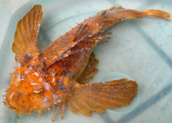  p>鬼鲉(学名:inimicus japonicus),亦作日本鬼鲉,为辐鳍鱼纲鲉形目毒