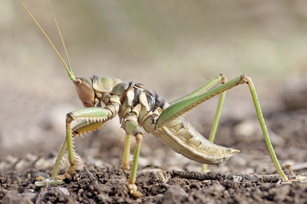  p data-id="gnwipbx5ac">saga ephippigera,欧洲大陆巨型肉食性螽斯.