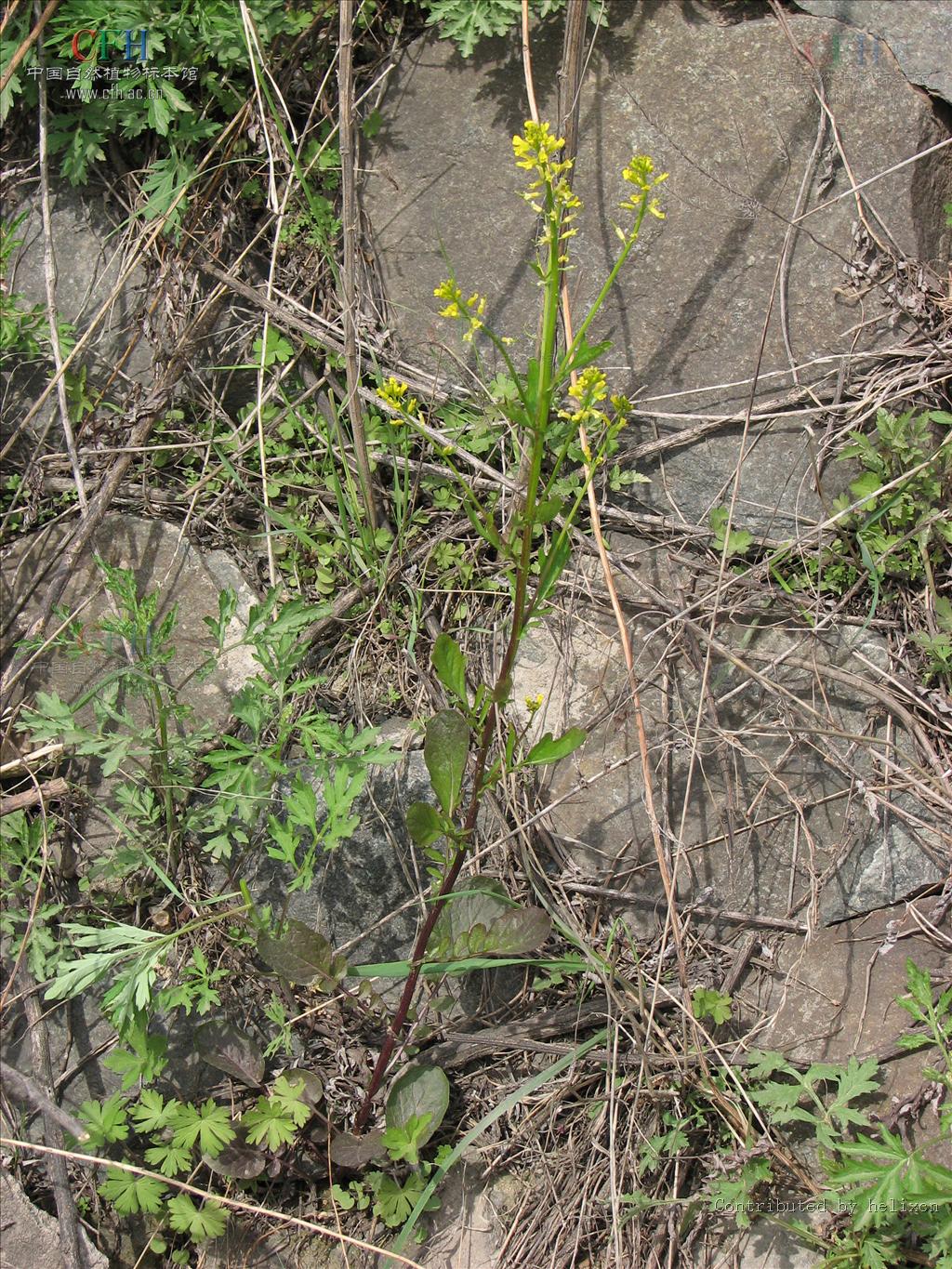 p>山芥属属于二年生或多年生直立草本,植株光滑无毛或具疏毛,茎具纵