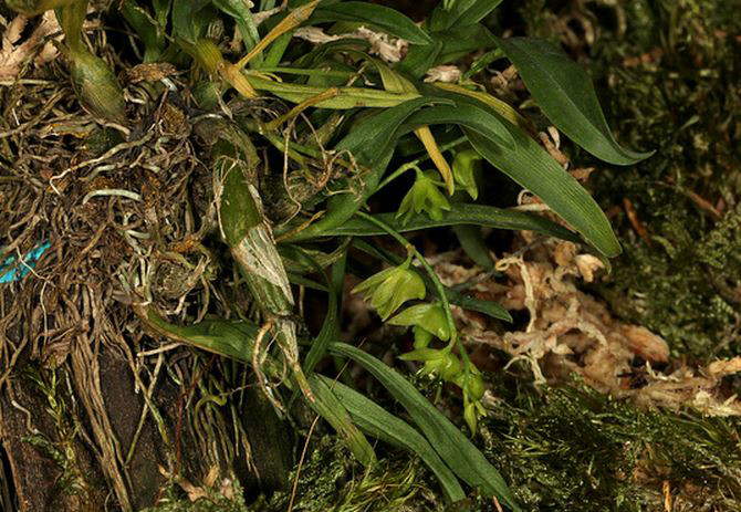  p>勐海石斛(学名: i>dendrobium minutiflorum /i>  s. c.