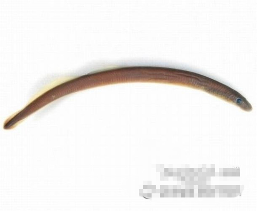  p>七鳃鳗(学名:lampetra japonicum),又名八目鳗, a target="_blank"