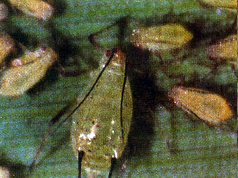  p>禾谷缢管蚜, i>rhopalosiphum padi /i>,为半翅目蚜科缢管蚜属的一