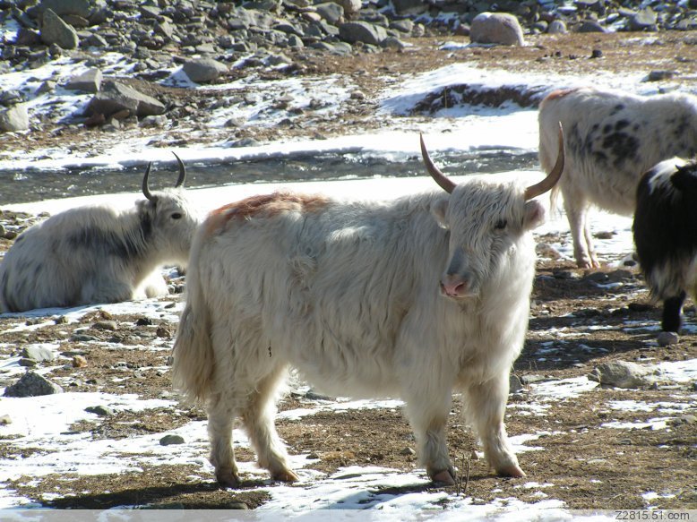 青藏高原牦牛