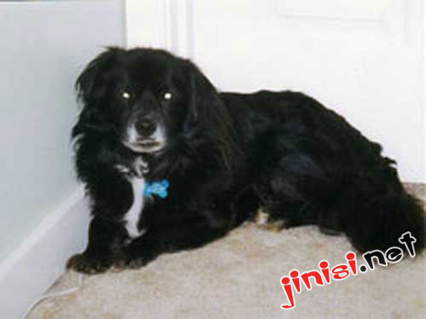 apso),常用名: a href="#" data-lemmaid="9994602">拉萨狮子狗 /a>