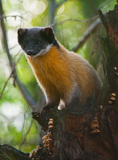  p>黄喉貂(学名: i>martes flavigula /i>):共有10个 a target="