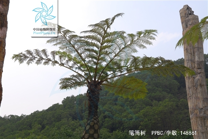  p>笔筒树(学名: i>sphaeropteris lepifera  /i>(hook.) r. m.