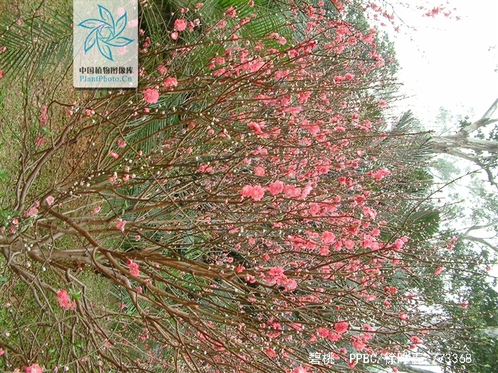  p>碧桃(学名: i>amygdalus persica /i> l. var.  i>persica /i> f.