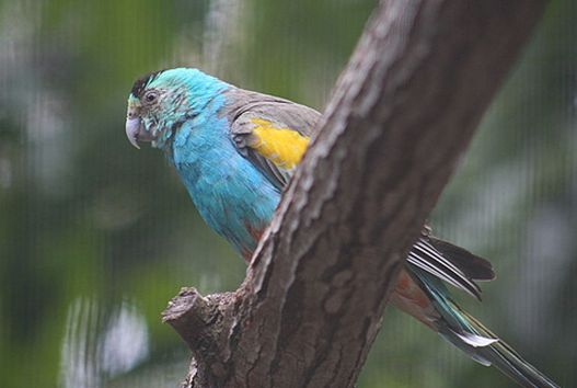  p>金肩鹦鹉(学名:psephotus chrysopterygius)是典型的 a href="#"