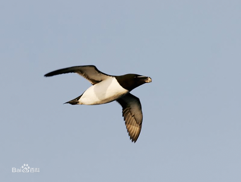 torda /i>) a href="#" data-lemmaid="2500571">海雀科 /a>的一种 a