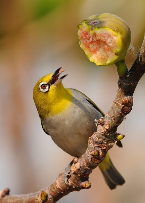 绣眼鸟 绣眼鸟科97种鸟类的统称 百度百科