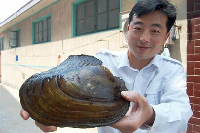 蛤类的一种,双壳纲<a target="