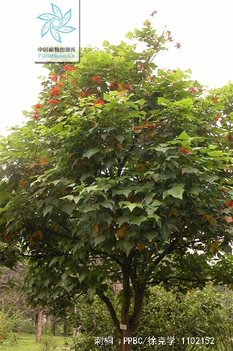  p>刺桐(学名: i>erythrina variegata /i> linn.