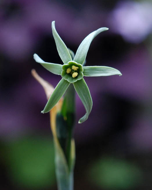  p>绿花水仙(学名: i>narcissus viridiflorus /i> schousb.