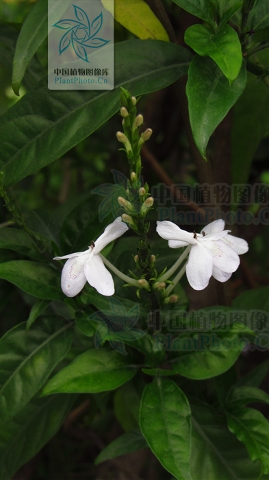  p data-id="gnzu1l7p8j">云南山壳骨( i>pse