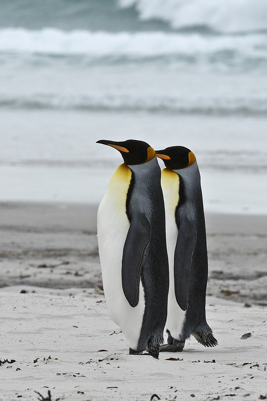  p>王企鹅(学名: i>aptenodytes patagonicus /i>)体长近1米,体重约15