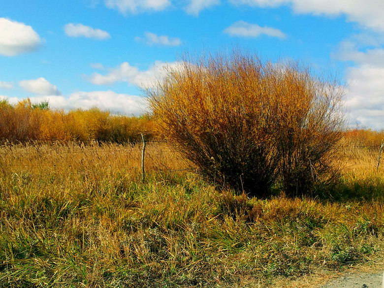 灌木是种低于五公尺的木本植物. /p>