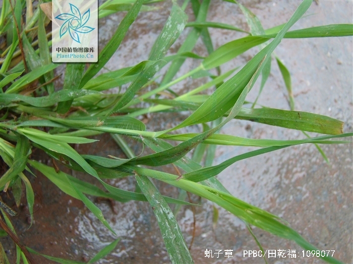  p>虮子草是禾本科的一类植物.一年生草木.秆较细弱,高30-60厘米.