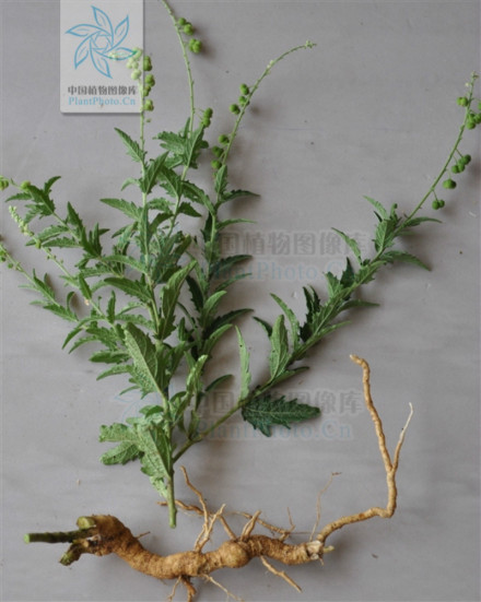 珍珠透骨草（大戟科地构叶属地构叶异名）_百度百科