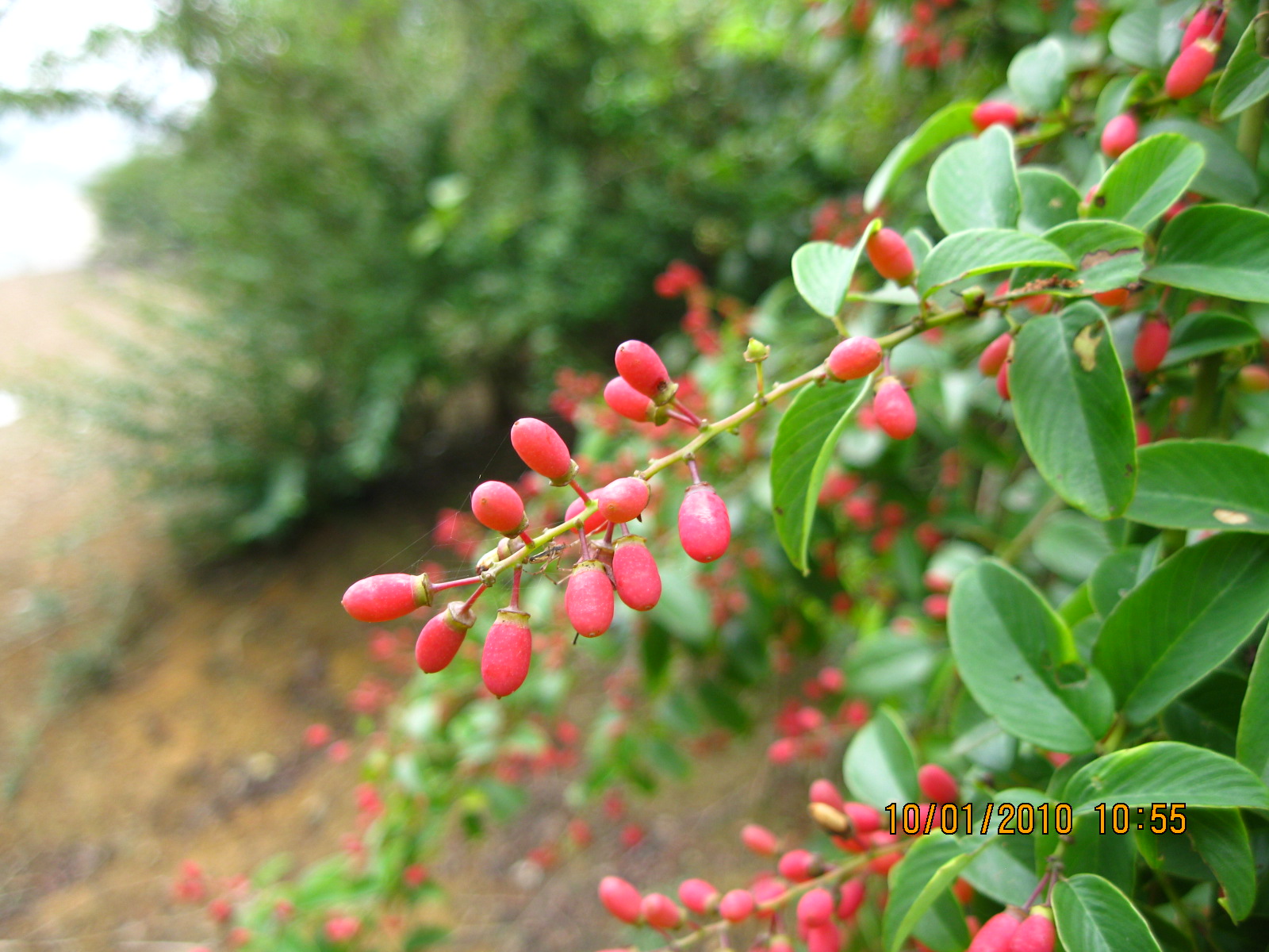  p>长尾乌饭(种拉丁名:vaccinium longicaudatum chun ex fang et z.