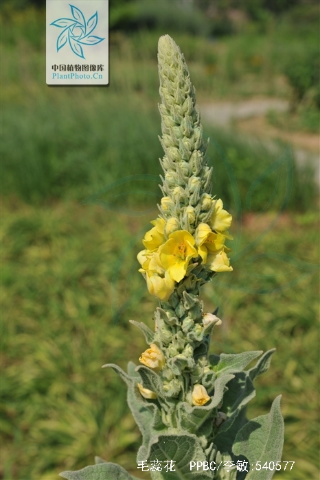 为玄参科毛蕊花属植物毛蕊花 i>verbascum thapsus /i> l.的全草.