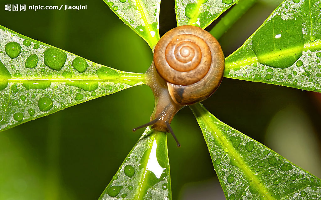  p>绿叶海蜗牛或 a href="#" data-lemmaid="16776262">绿叶海天牛 /a