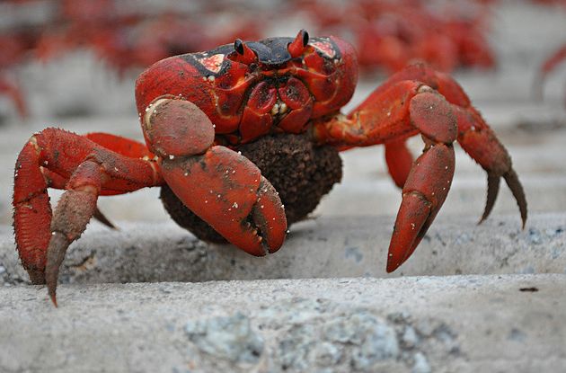  p>圣诞岛红蟹(学名: i>gecarcoidea natalis /i>)的身体分为头胸部与